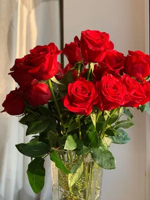 Качественные обои Розы красные для Windows