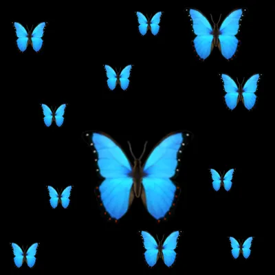 Бесплатные обои с бабочками для рабочего стола в jpg формате