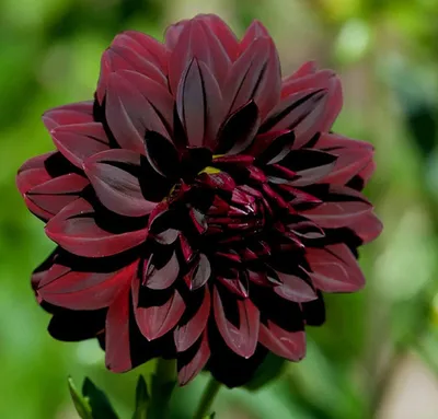 Фото Темные цветы для элегантного фона экрана