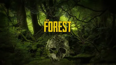 Обои the forest: бесплатно скачать фото в хорошем качестве