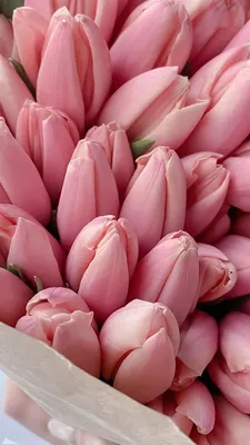 Тюльпаны розовые: фото для телефона и рабочего стола
