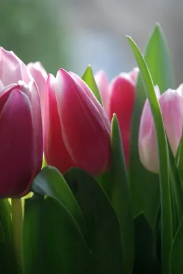 Бесплатные обои Весна тюльпаны для скачивания