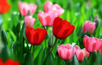 Обои на тему Весна тюльпаны для iPhone и Android