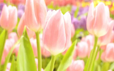 Фото тюльпанов на рабочий стол - обои Весна тюльпаны