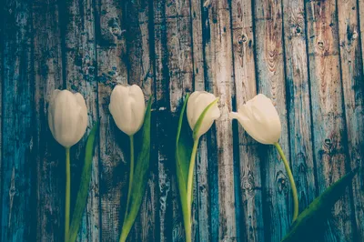 Яркие обои на телефон Весна тюльпаны в формате png