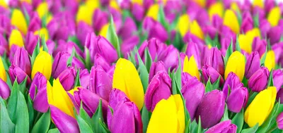 Обновите ваш рабочий стол с помощью обоев Весна тюльпаны