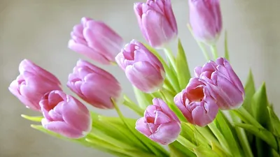 Бесплатные обои Весна тюльпаны в хорошем качестве для скачивания