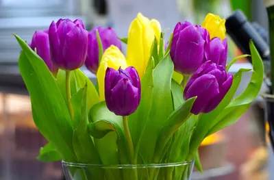 Фото тюльпанов на фон рабочего стола - обои Весна тюльпаны