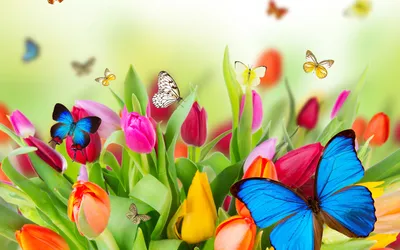 Обои с яркими тюльпанами Весна тюльпаны для Android
