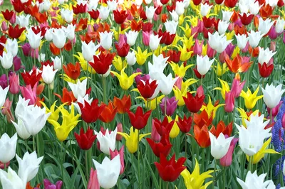 Скачать бесплатно яркие обои Весна тюльпаны в формате jpg