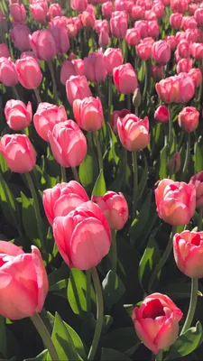 Фон рабочего стола - обои Весна тюльпаны