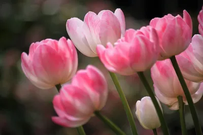 Бесплатные обои Весна тюльпаны в png формате