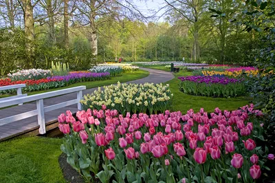 Фото тюльпанов - обои Весна тюльпаны для iPhone и Android