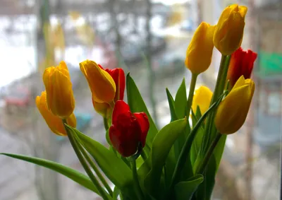 Яркие обои на телефон Весна тюльпаны в формате jpg