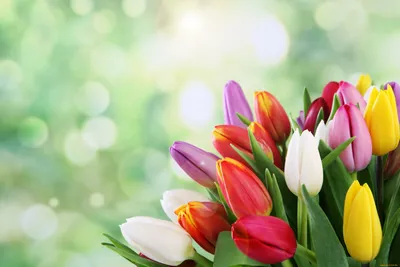 Скачать бесплатно обои Весна тюльпаны для iPhone
