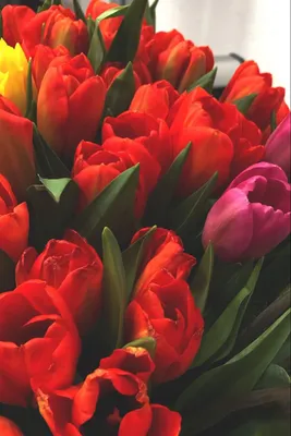 Красивые обои Весна тюльпаны для вашего рабочего стола
