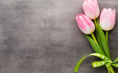 Бесплатные обои Весна тюльпаны для скачивания