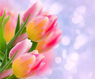 Обои на тему Весна тюльпаны для iPhone и Android