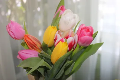Яркие обои с тюльпанами Весна тюльпаны для Android