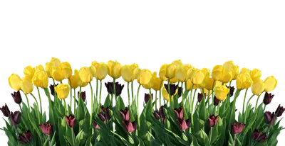 Подборка красивых обоев Весна тюльпаны для iPhone