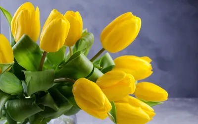 Обои Весна тюльпаны для обновления рабочего стола
