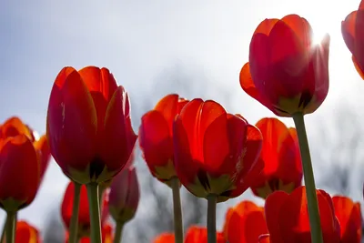 Бесплатные обои Весна тюльпаны в png формате
