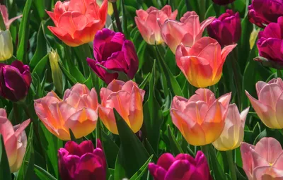 Фото тюльпанов - обои Весна тюльпаны для iPhone и Android