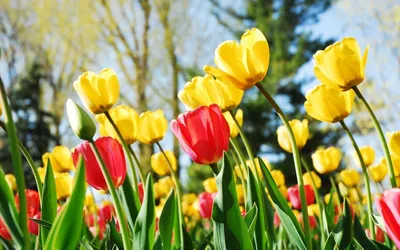 Яркие обои на телефон Весна тюльпаны в формате jpg