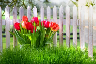 Освежите рабочий стол с обоями Весна тюльпаны