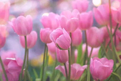 Подборка красивых обоев Весна тюльпаны для iPhone и Android