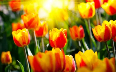Яркие обои Весна тюльпаны в jpg формате