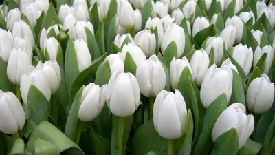 Свежие и яркие обои Весна тюльпаны для вашего рабочего стола