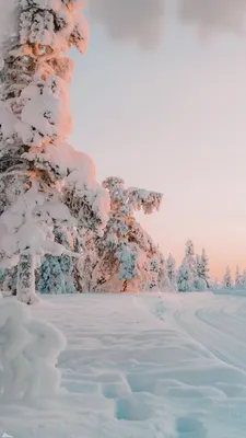 Winter Wallpaper: обои на телефон, фон для iPhone