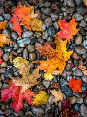 Фотообои Закачать осень: бесплатно и в хорошем качестве для iPhone и Android
