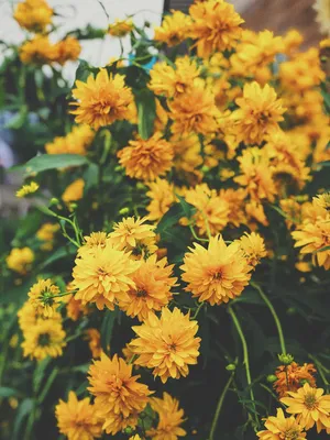 Желтые цветы: обои с яркими и насыщенными оттенками