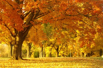 Обои 'Жёлтые листья': красота природы на твоем гаджете