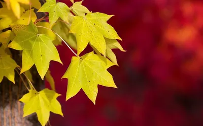 Бесплатные обои 'Жёлтые листья': скачивай и украшай экран
