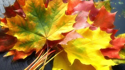 Фото 'Жёлтые листья' для iPhone и Android