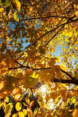 Создай атмосферу с 'Жёлтыми листьями': выбери свой формат