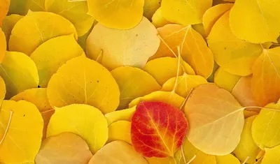 Скачай красивые 'Жёлтые листья': обои для твоего устройства