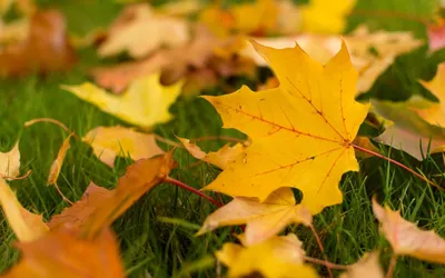 Эстетика осени: 'Жёлтые листья' обои на любой вкус
