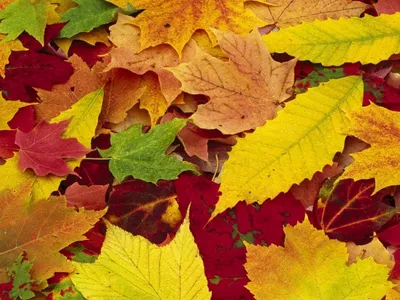 Создай уютный фон с 'Жёлтыми листьями': обои для всех устройств