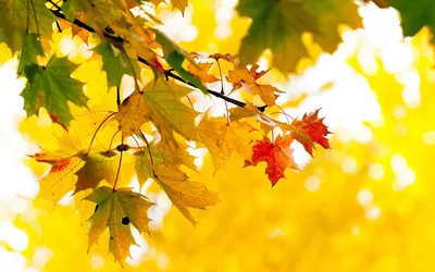 Жёлтые листья: красивые обои для телефона и компьютера