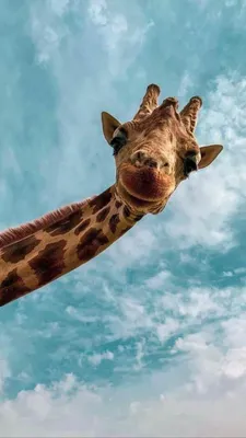 Фото жирафа для скачивания на iPhone