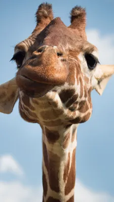 Скачать бесплатно фото жирафа в формате jpg