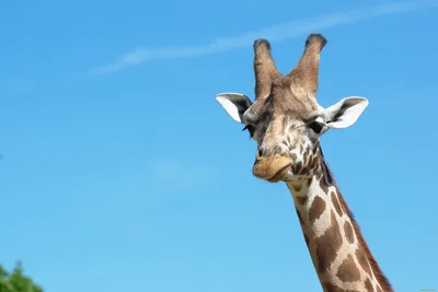 Фото жирафа для скачивания в формате webp