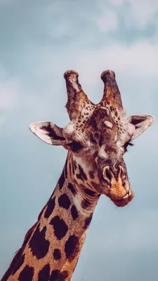 Скачать бесплатно фото жирафа на Android