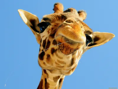 Фото жирафа для iPhone в хорошем качестве