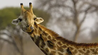 Фото жирафа для скачивания на телефон png