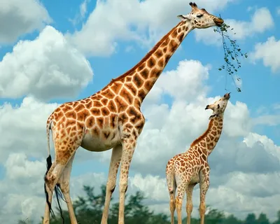 Жираф обои на телефон скачать